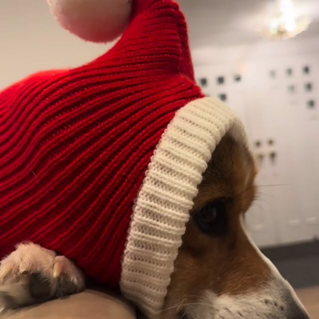  .....corgis   'recent posts' 