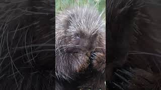  .....rthTv  'recent videos' 