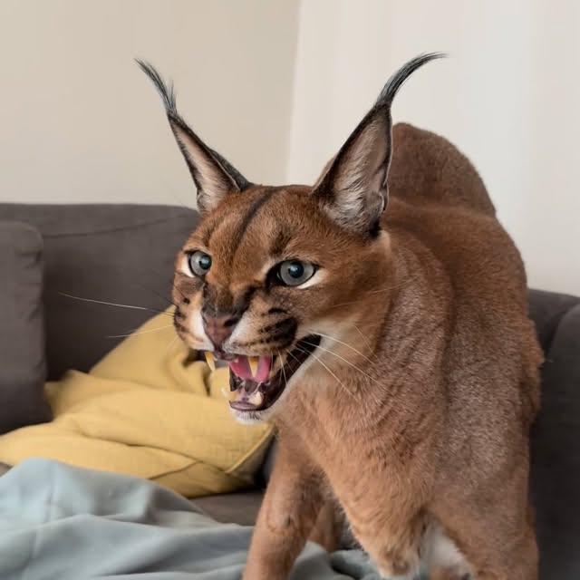  ......aracal   'recent posts' 