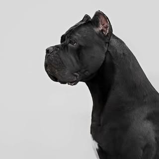 Hire ..........republic influencer with 26k