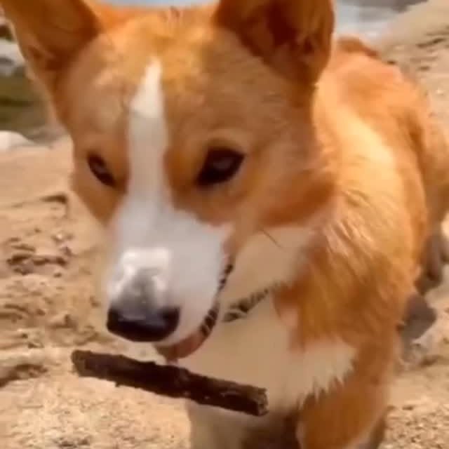  .........onanimals   'recent posts' 