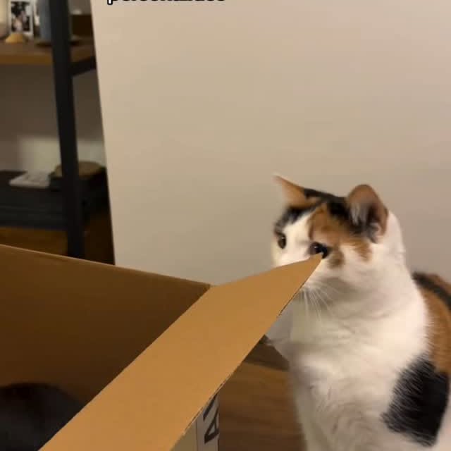  .......skittens   'recent posts' 