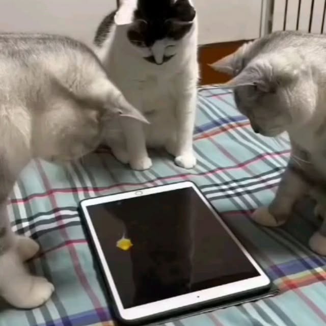  .......uteness1   'recent posts' 