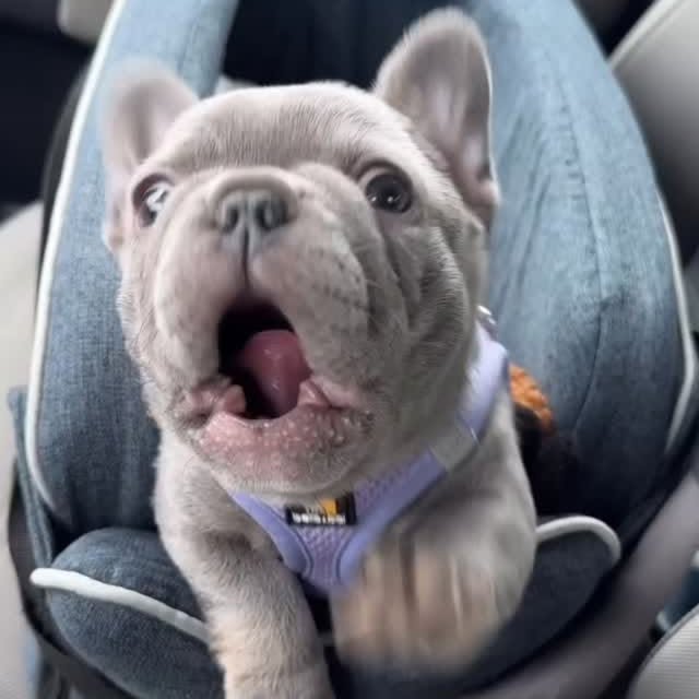  ..........ldogs_only   'recent posts' 