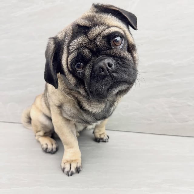  .......elazypug   'recent posts' 