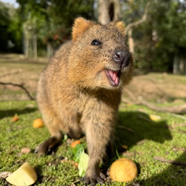  ......quokkas   'recent posts' 