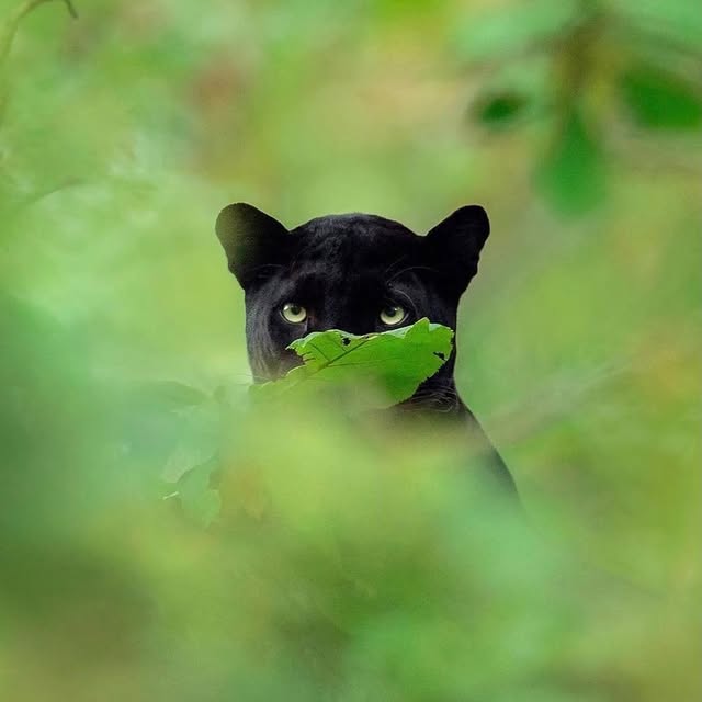  ......inside   'recent posts' 