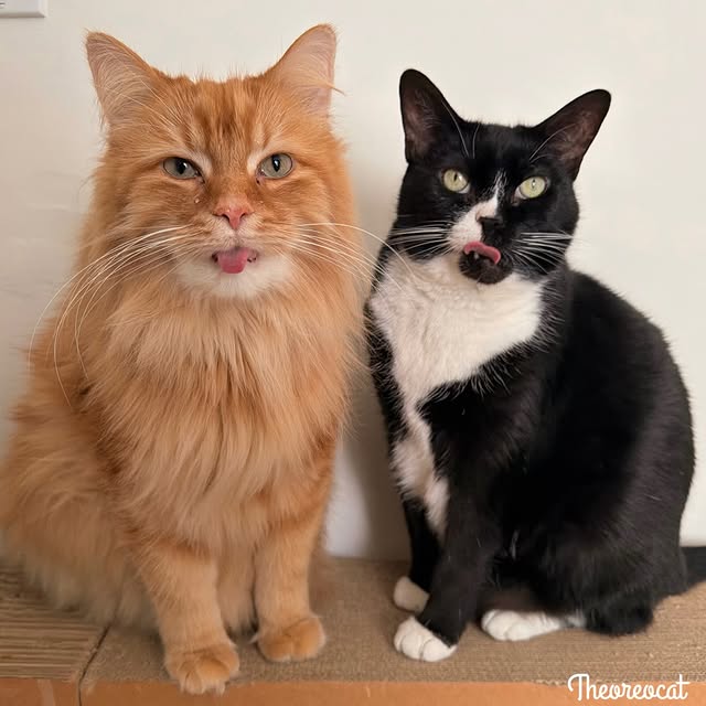  .........tofficial   'recent posts' 