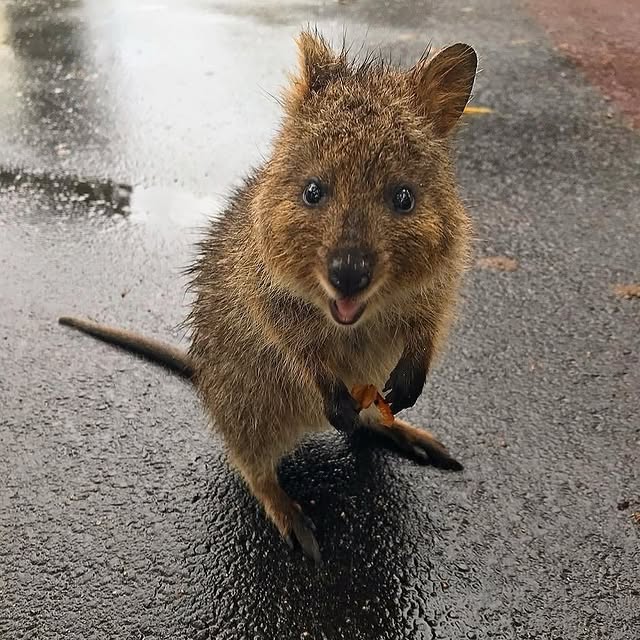  ......quokkas   'recent posts' 
