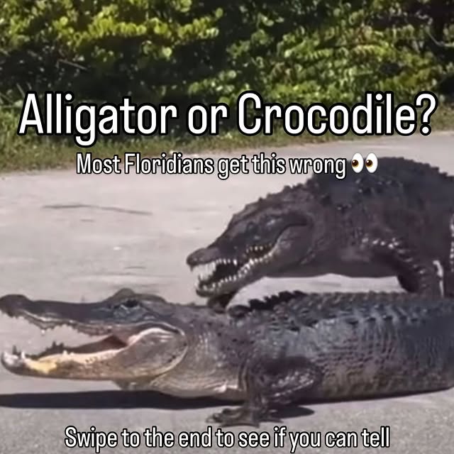  .....lorida   'recent posts' 