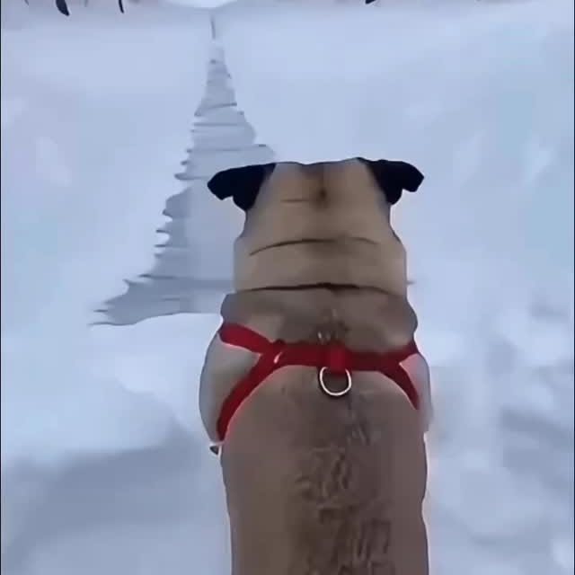  .....of.pug   'recent posts' 