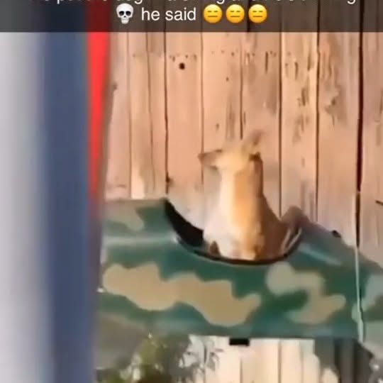  ......ogscute   'recent posts' 