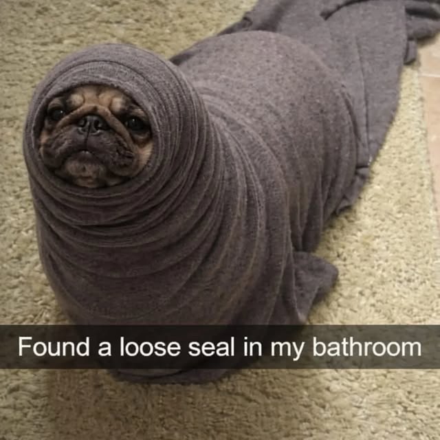  .....of.pug   'recent posts' 