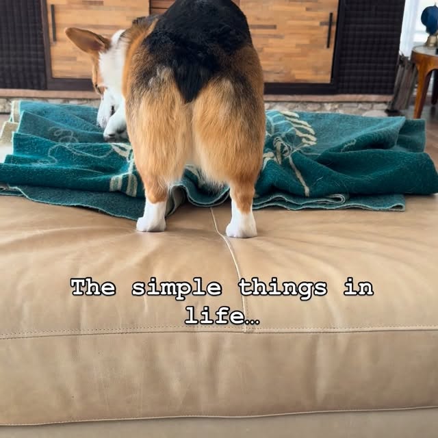  .....corgis   'recent posts' 