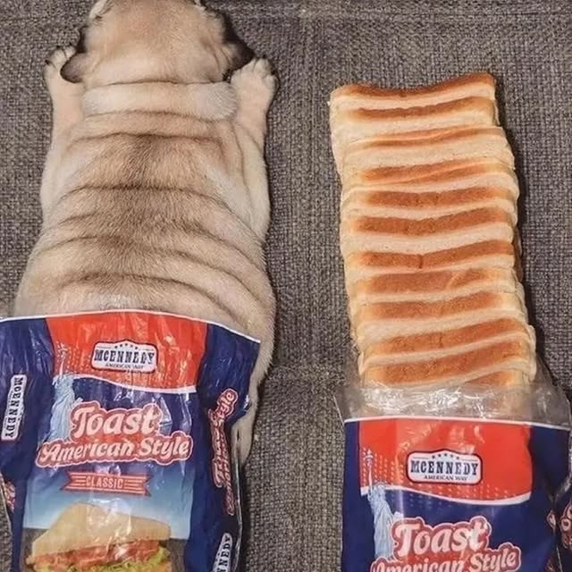  .....of.pug   'recent posts' 