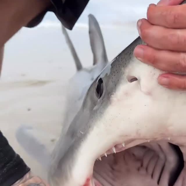  ..........ylefishing   'recent posts' 