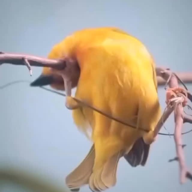  ......fehood   'recent posts' 