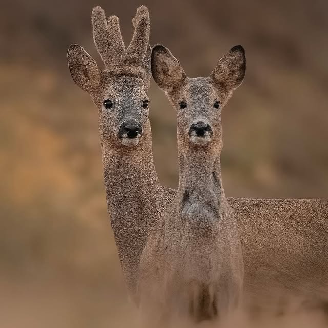  ......fehood   'recent posts' 