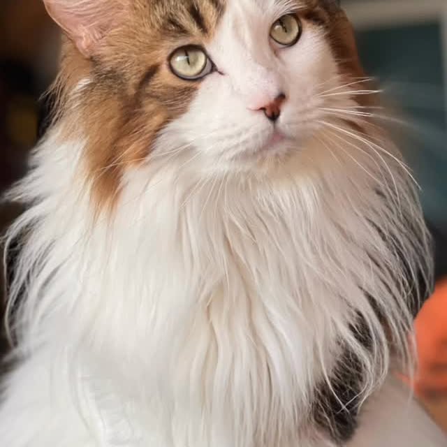  ......adamus   'recent posts' 