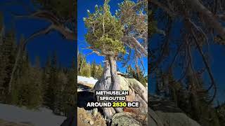  .....azify  'recent videos' 