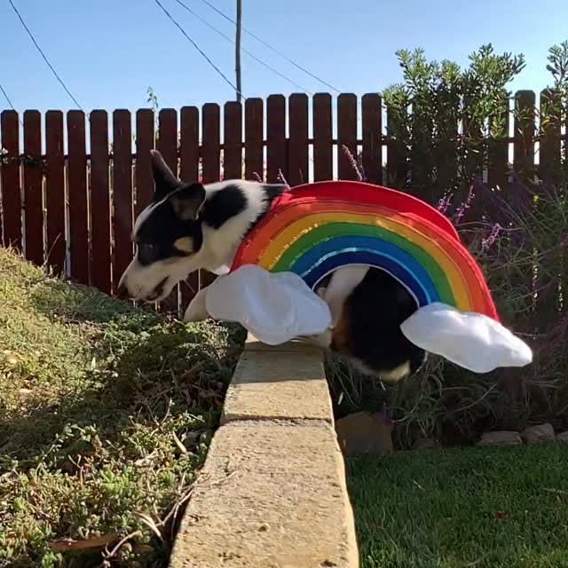  .....corgis   'recent posts' 