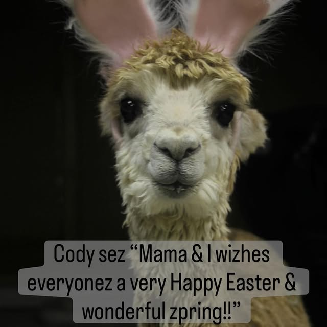  .....lpaca   'recent posts' 