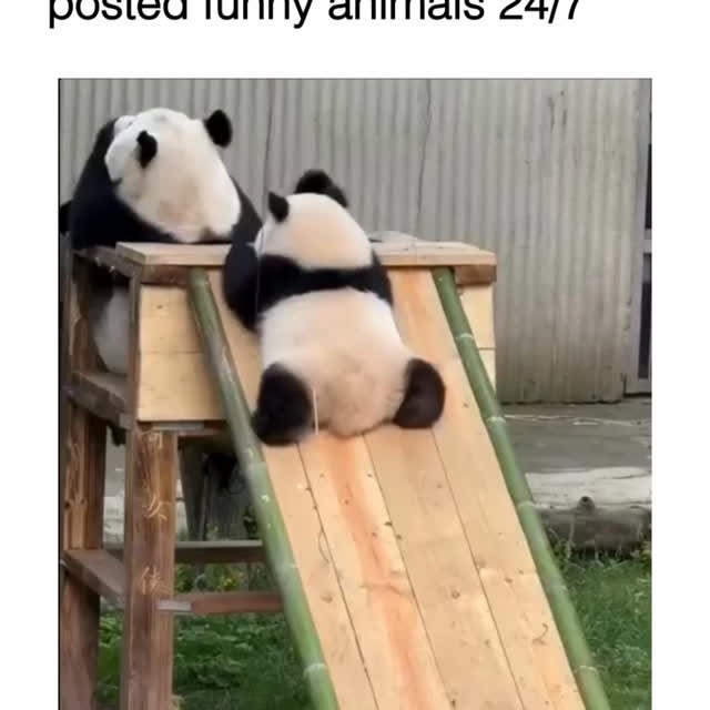  .......imals247   'recent posts' 