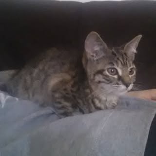 Hire ......s_meow influencer with 9.3k