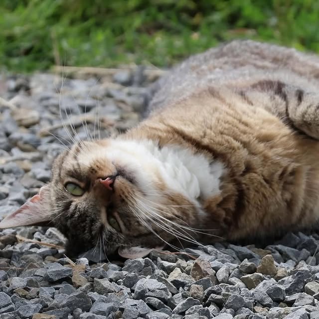  ......fehood   'recent posts' 