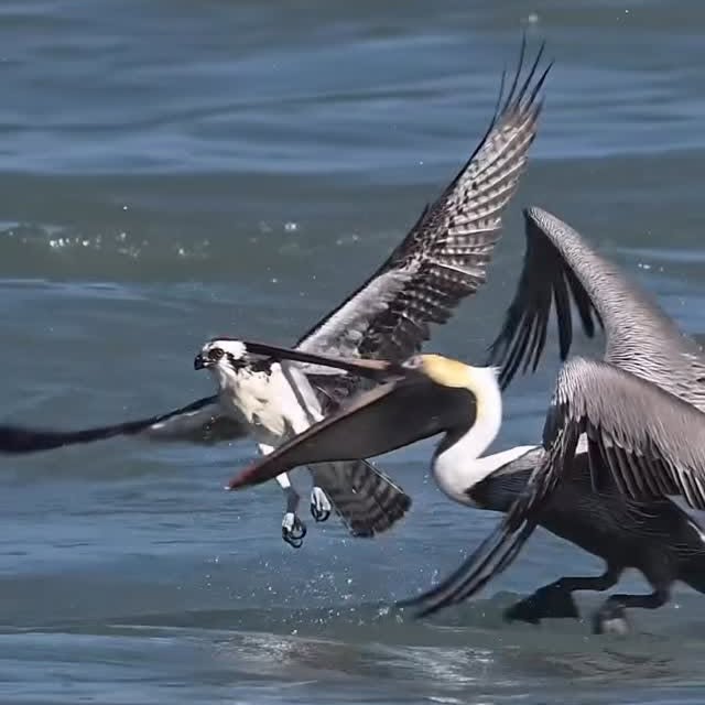  ..........ylefishing   'recent posts' 