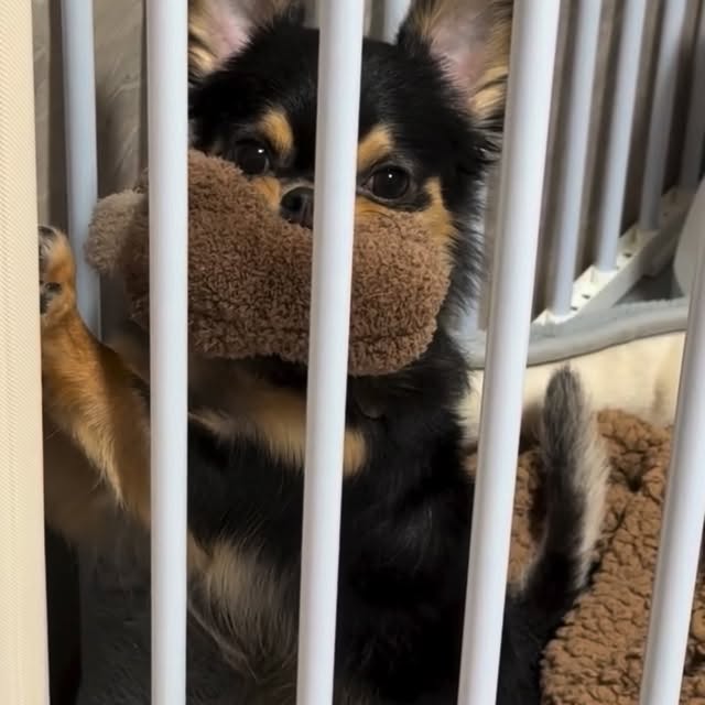  .......uapuppy   'recent posts' 