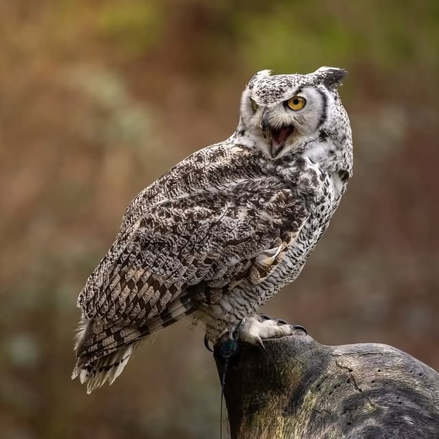  ......entpix   'recent posts' 