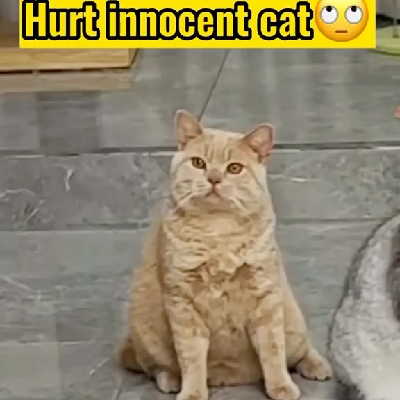  .......piecats   'recent posts' 