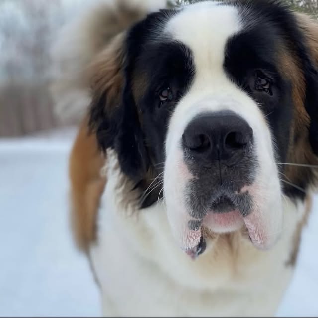  .........intbernard   'recent posts' 