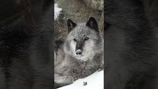  .....rthTv  'recent videos' 