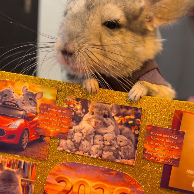  ........del_exito   'recent posts' 