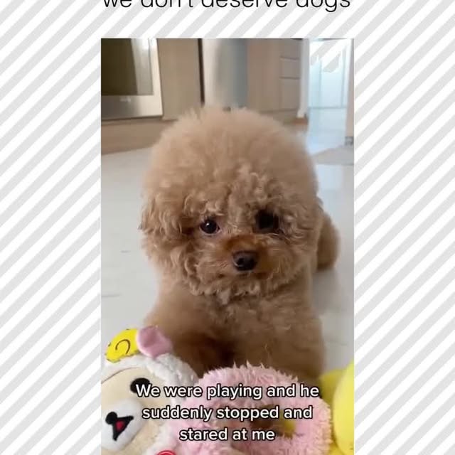  .....pawsz   'recent posts' 