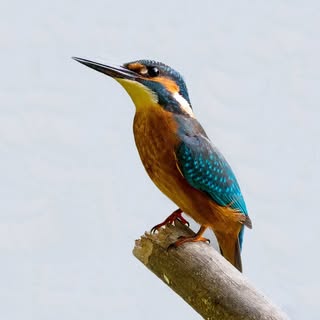 Hire .....evault influencer with 83.2k