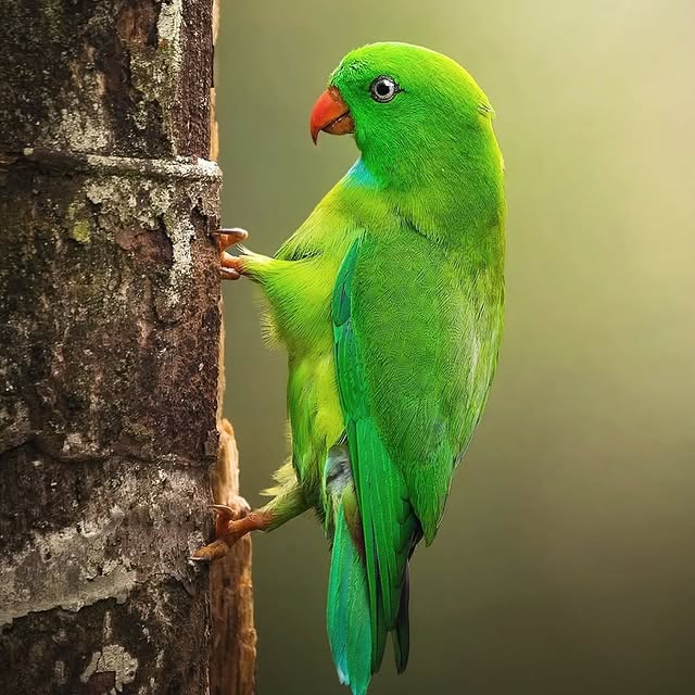  .......rfervor   'recent posts' 