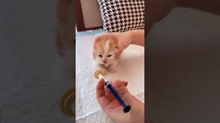  ......teCats  'recent videos' 