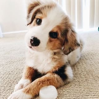 Hire ....dogss influencer with 96.4k