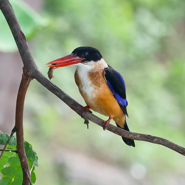  .....yland   'recent posts' 