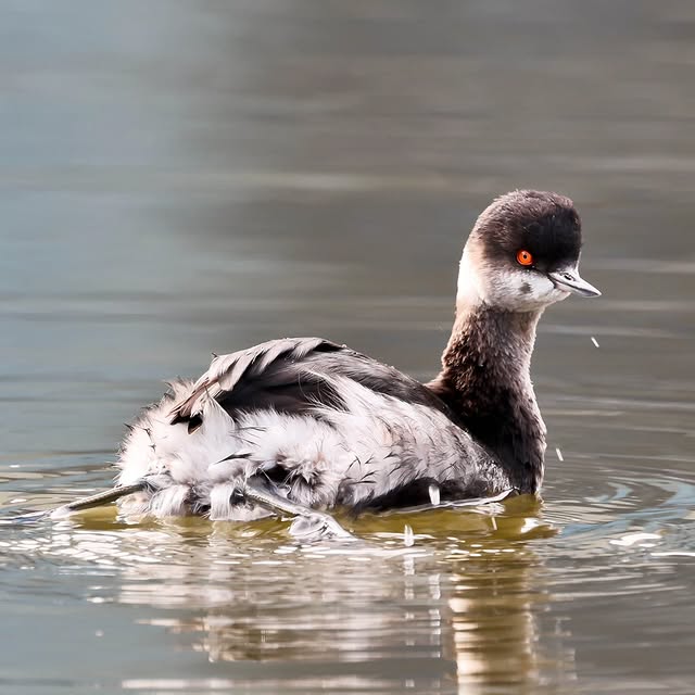  .....yland   'recent posts' 