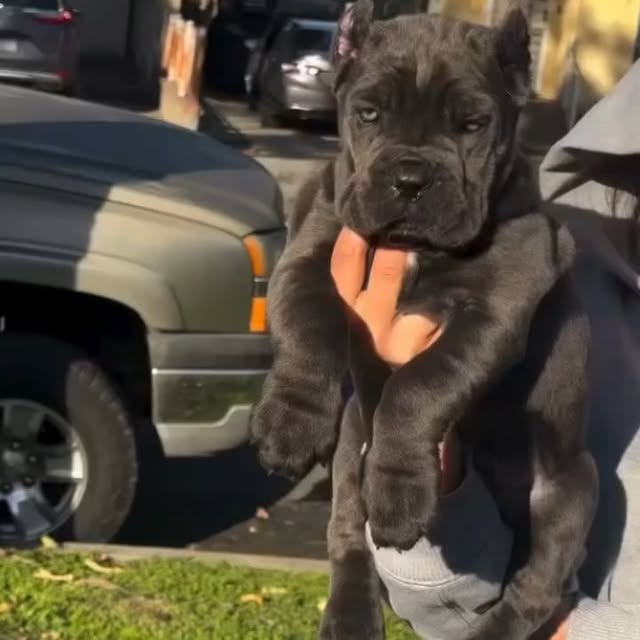  .........pet_world   'recent posts' 