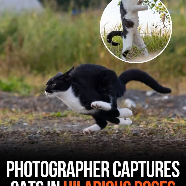  ......ravels   'recent posts' 