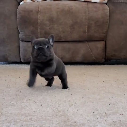  ..........ldogs_only   'recent posts' 