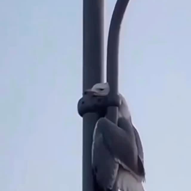  .....nimals   'recent posts' 