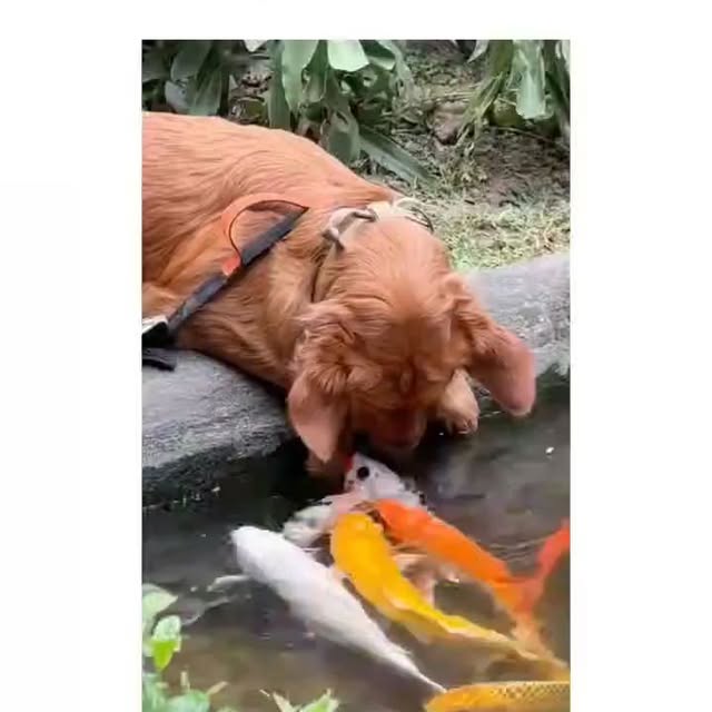  .....ibess   'recent posts' 