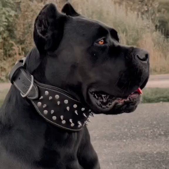  .........pet_world   'recent posts' 