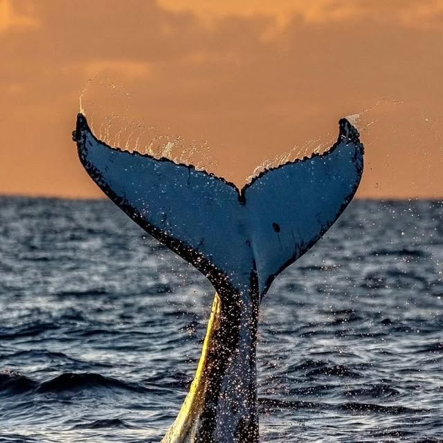  ......sfervor   'recent posts' 